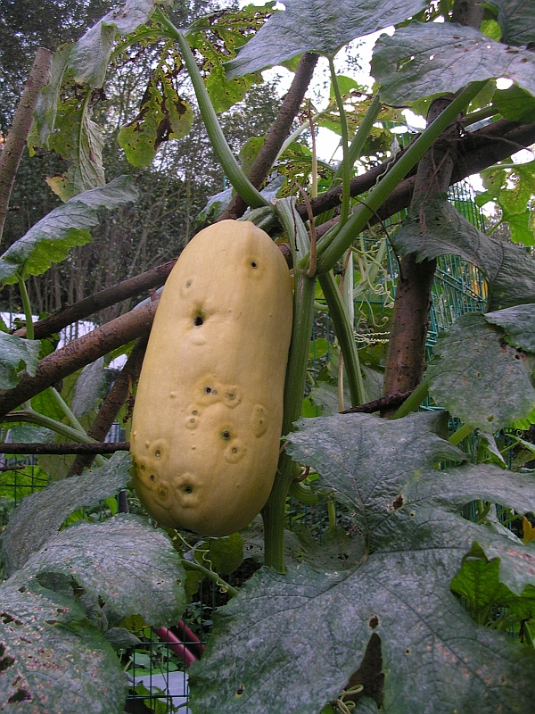 Kletterzucchini